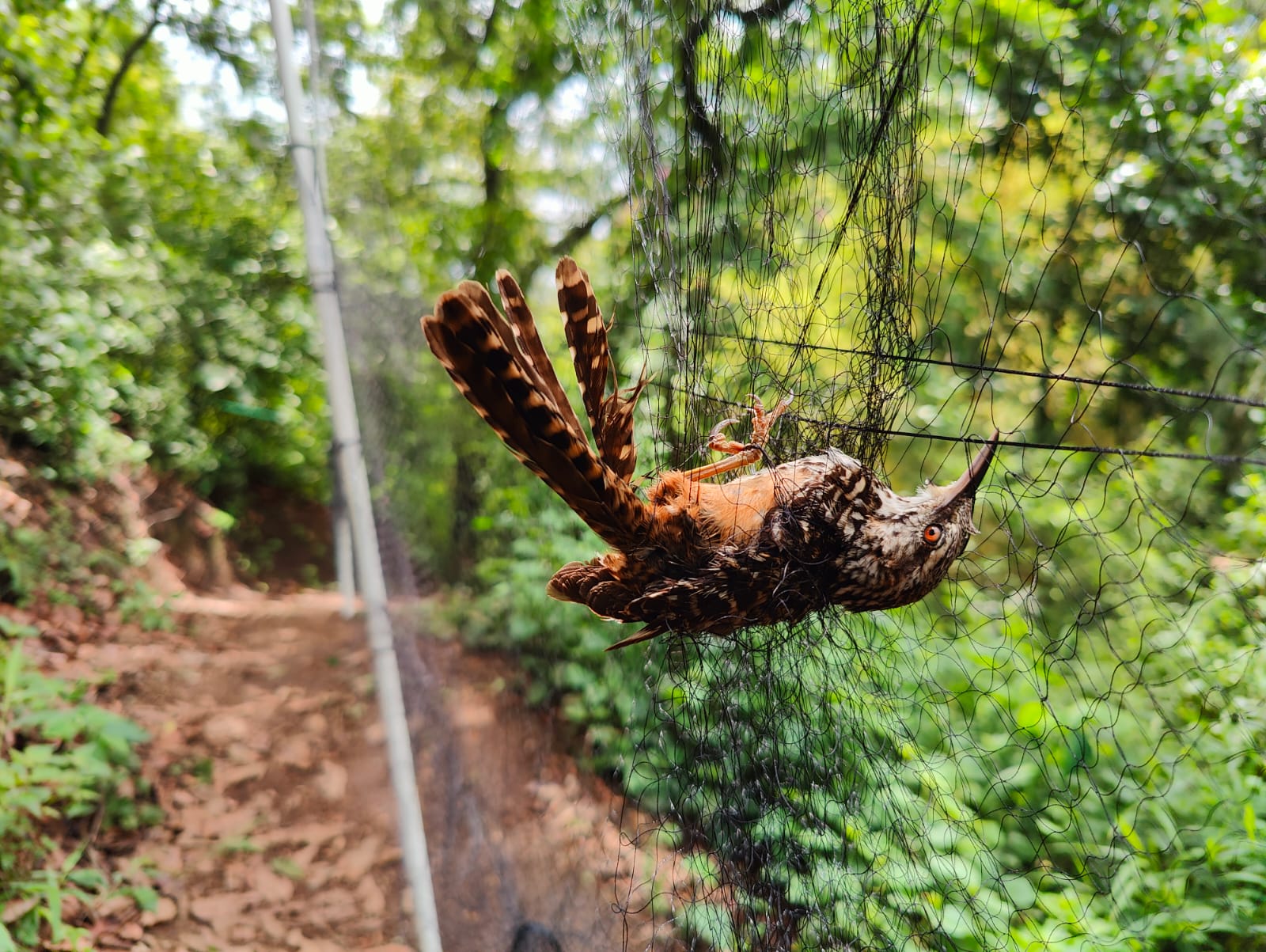 Dinámica poblacional de Enfermedades Infecciosas y de Origen Zoonótico